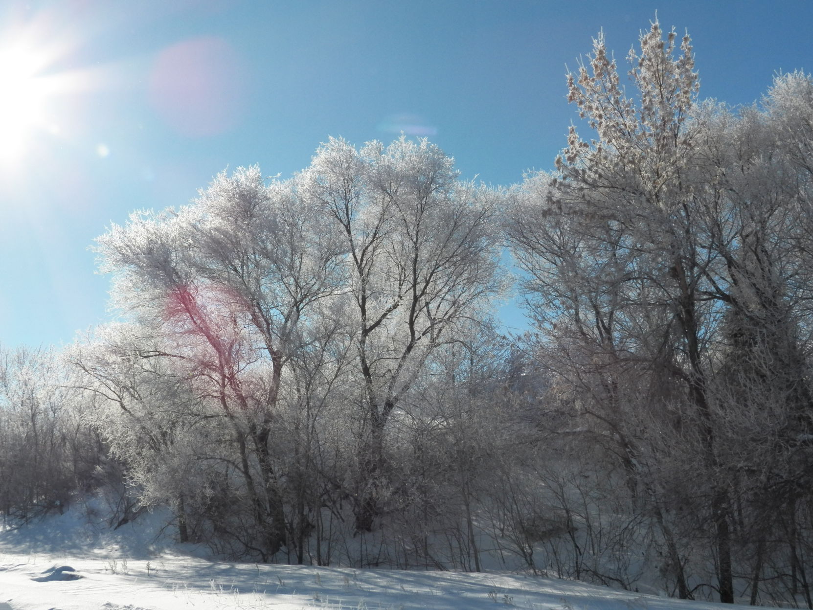 March 2019 morning frost.